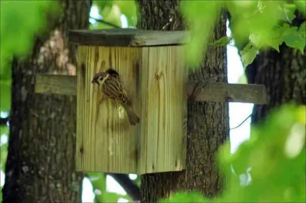 Kako narediti Birdhouse: od plošč in hlodov za različne ptice