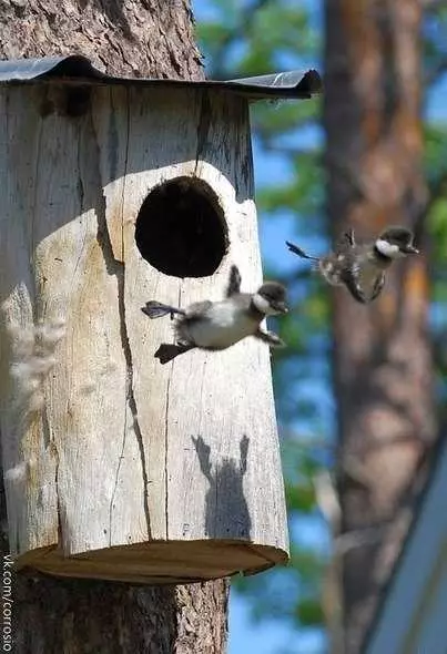 Maitiro ekuita birdhouse: Kubva pamabhodhi uye matanda eshiri dzakasiyana