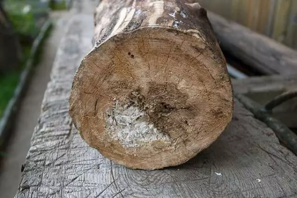 鳥ハウスを作る方法：ボードや様々な鳥の丸太から