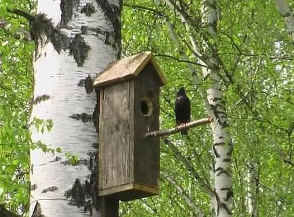 ఒక birdhouse చేయడానికి ఎలా: వివిధ పక్షులు కోసం బోర్డులు మరియు లాగ్లను నుండి