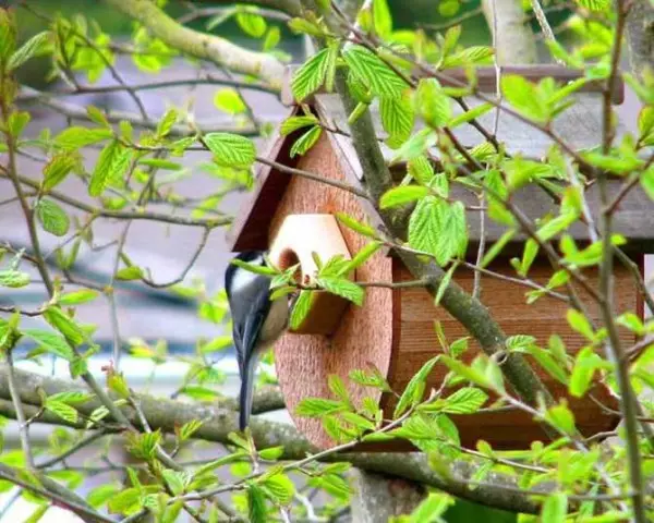 Cómo hacer una pajarera: de tablas y troncos para diferentes aves.