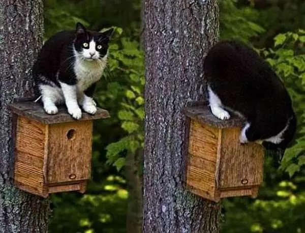 Kako narediti Birdhouse: od plošč in hlodov za različne ptice