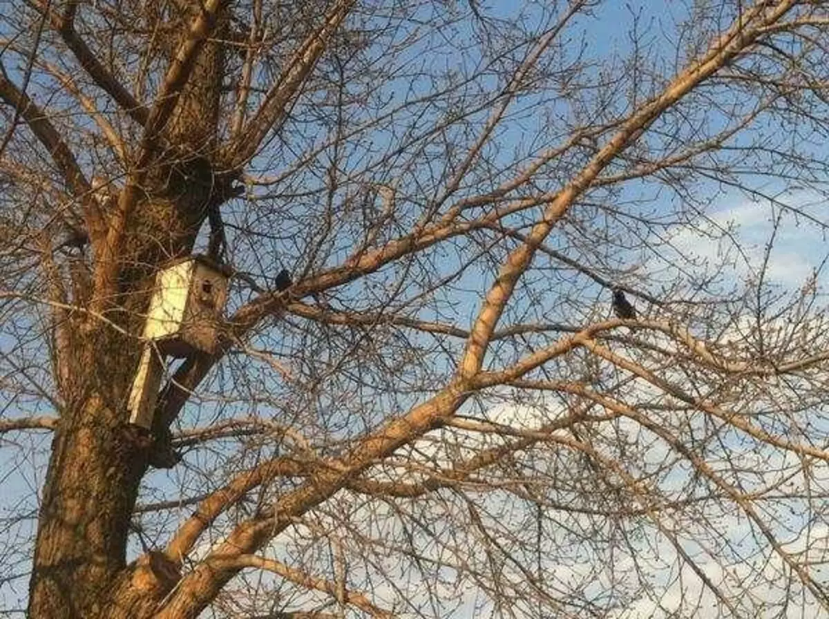 Πώς να φτιάξετε ένα birdhouse: από σανίδες και κούτσουρα για διαφορετικά πουλιά