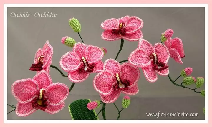 Hook orchids ກັບແຜນການແລະຄໍາອະທິບາຍ: ຫ້ອງຮຽນແມ່ບົດທີ່ມີວິດີໂອ