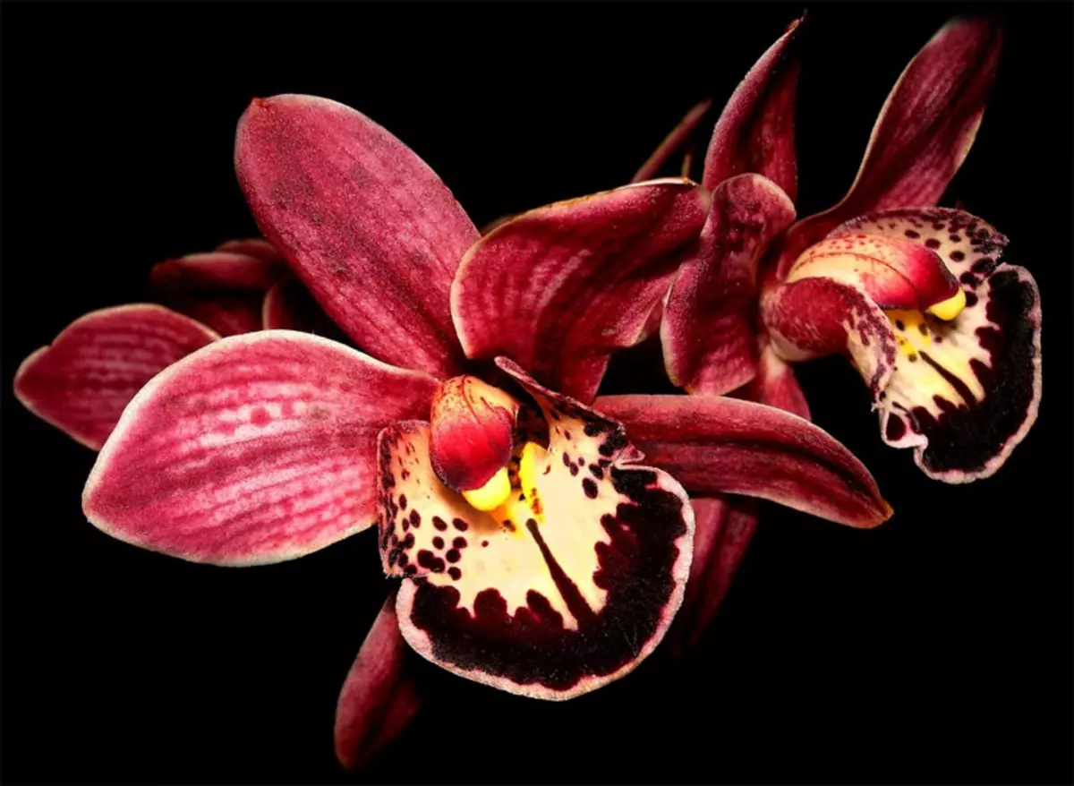Hook orchids na atụmatụ na nkọwa: klas nnata nwere vidiyo
