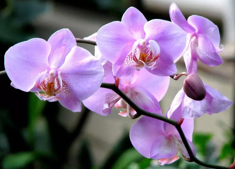 Hook orkid dengan skim dan penerangan: kelas induk dengan video