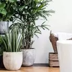 Тренд 2019: як використовувати живі рослини щоб було стильно