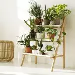 Trend 2019: Hoe kinne jo live planten brûke om stylfolle te wêzen