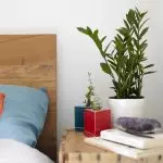 Trend 2019: Hoe kinne jo live planten brûke om stylfolle te wêzen