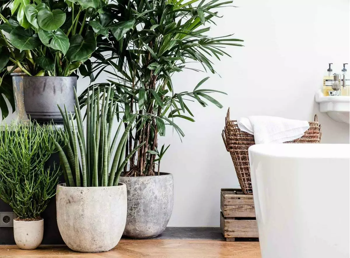 Trend 2019: how to use live plants to be stylish