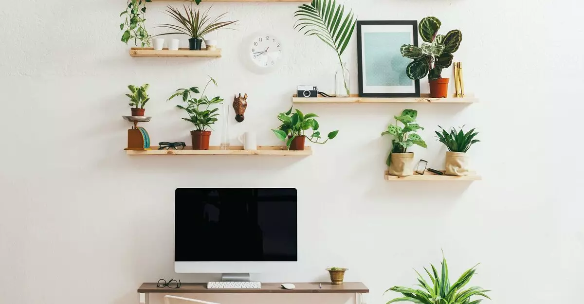 Trend 2019: Hoe kinne jo live planten brûke om stylfolle te wêzen