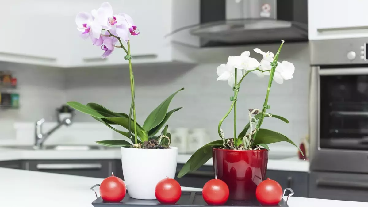 Kukat talossa: Miten tallentaa esitetty orkidea?