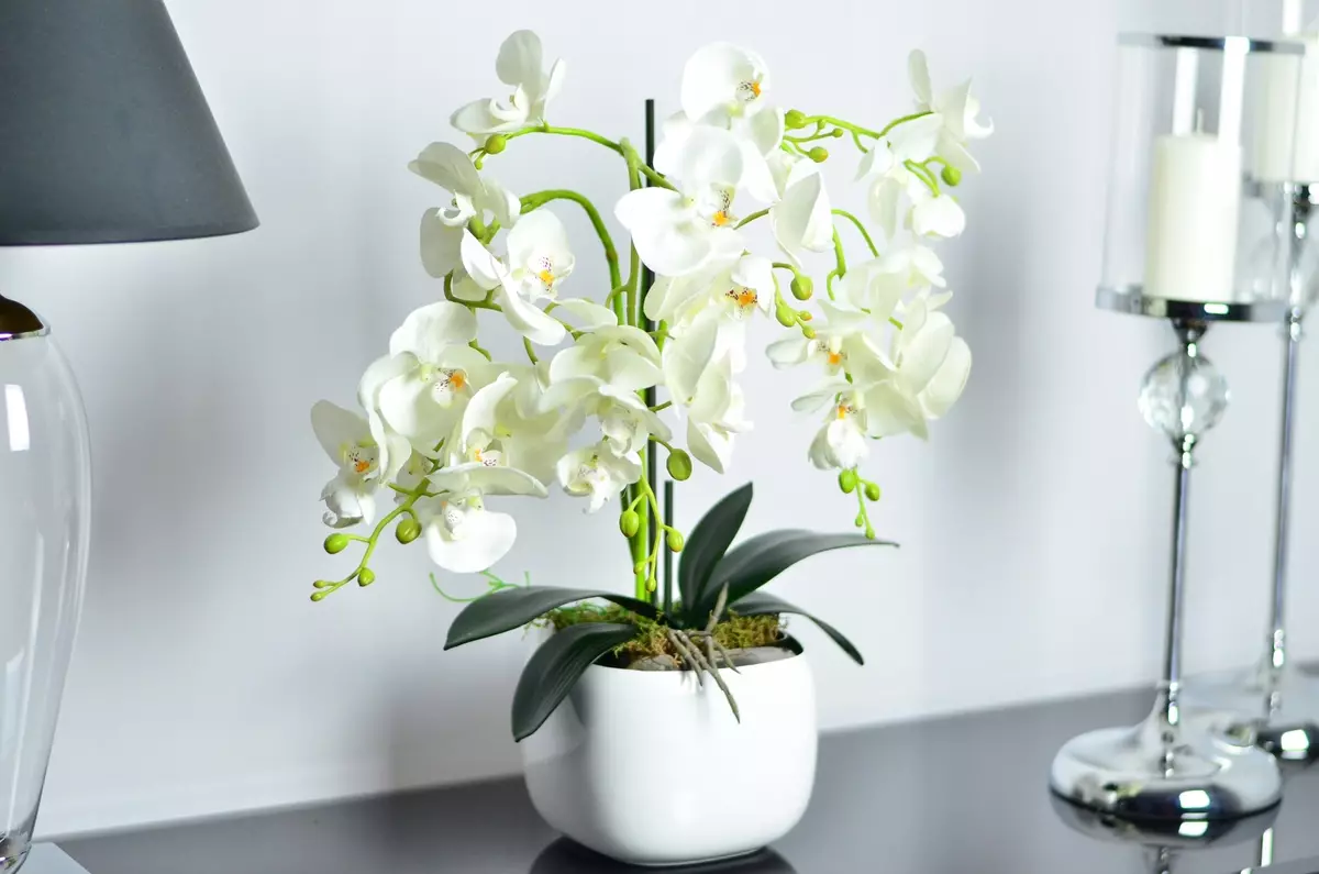 Kukat talossa: Miten tallentaa esitetty orkidea?