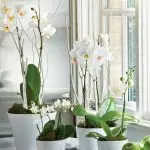 Ziedi mājā: kā saglabāt prezentēto orhideju?