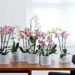 在房子里的花朵：如何保存兰花？
