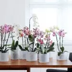 Blommen yn 'e hûs: Hoe kinne jo in presinteare orchide besparje?