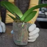 집안의 꽃 : 제시된 난초를 저장하는 방법?
