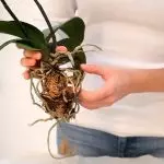 Evdəki çiçəklər: təqdim olunan bir orkide necə xilas etmək olar?