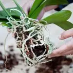 Evin içinde çiçekler: Sunulan orkide nasıl tasarruf?