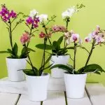 Indabyo mu nzu: Nigute ushobora kuzigama orchide yagenwe?