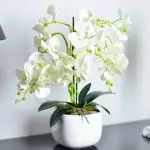 Flores na casa: Como salvar uma orquídea apresentada?