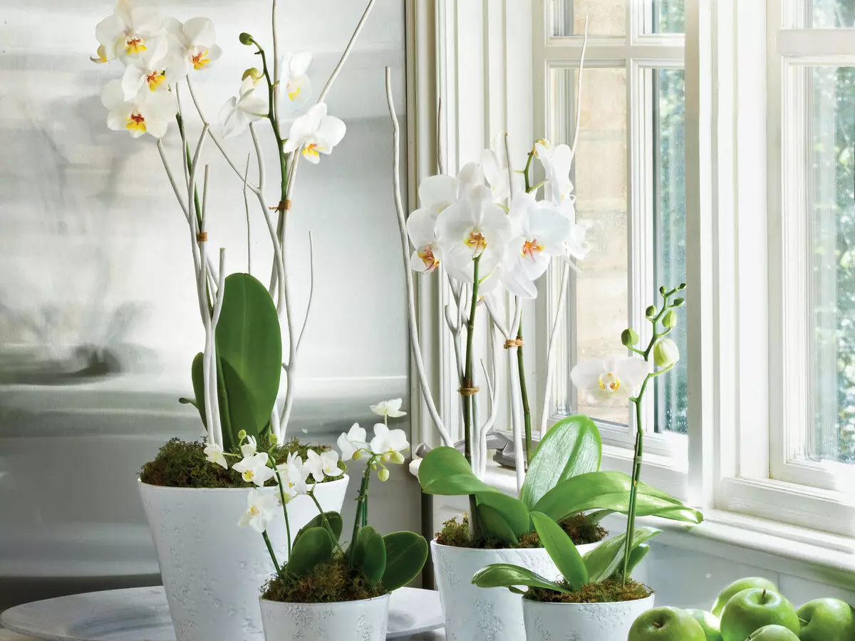 Λουλούδια στο σπίτι: Πώς να σώσετε μια παρουσίαση ορχιδέα;