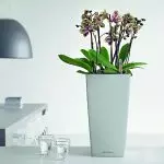 Blomster i huset: Hvordan lagre en presentert orkide?