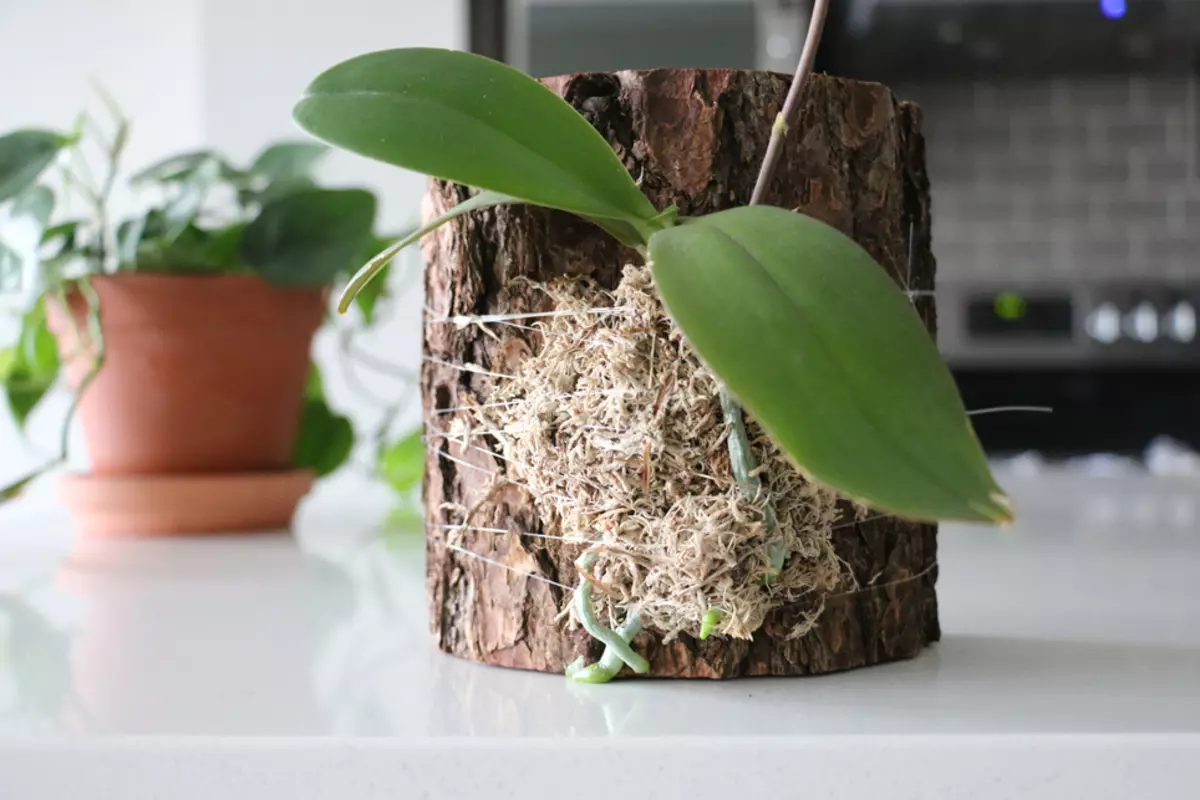 Цвеће у кући: Како сачувати представљеног орхидеја?