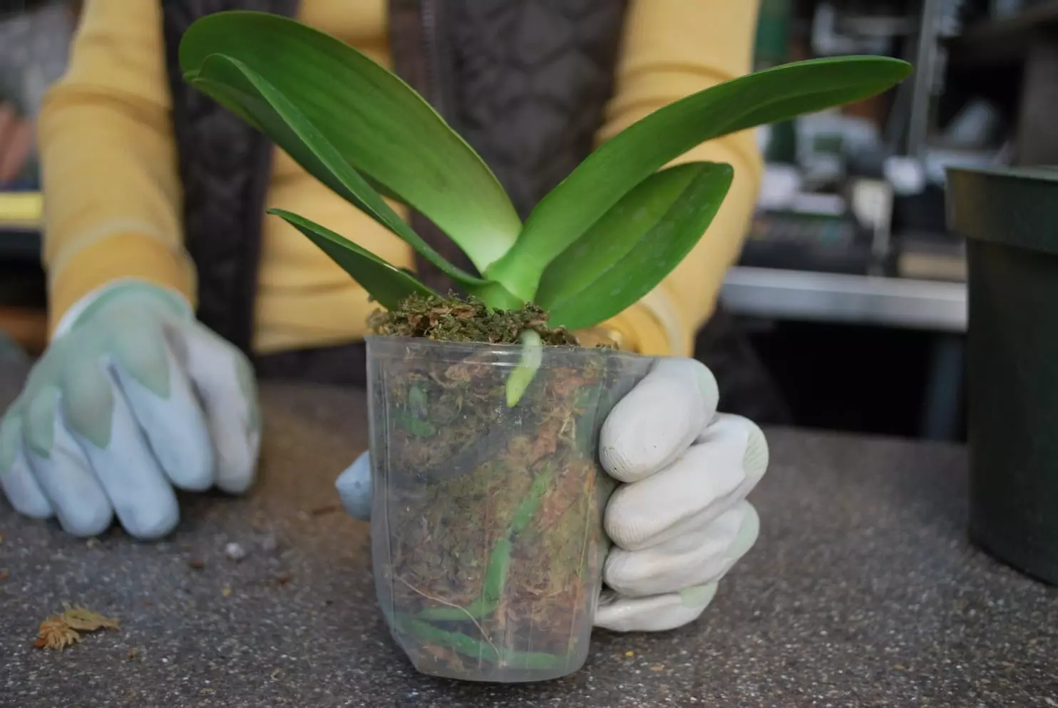 집안의 꽃 : 제시된 난초를 저장하는 방법?