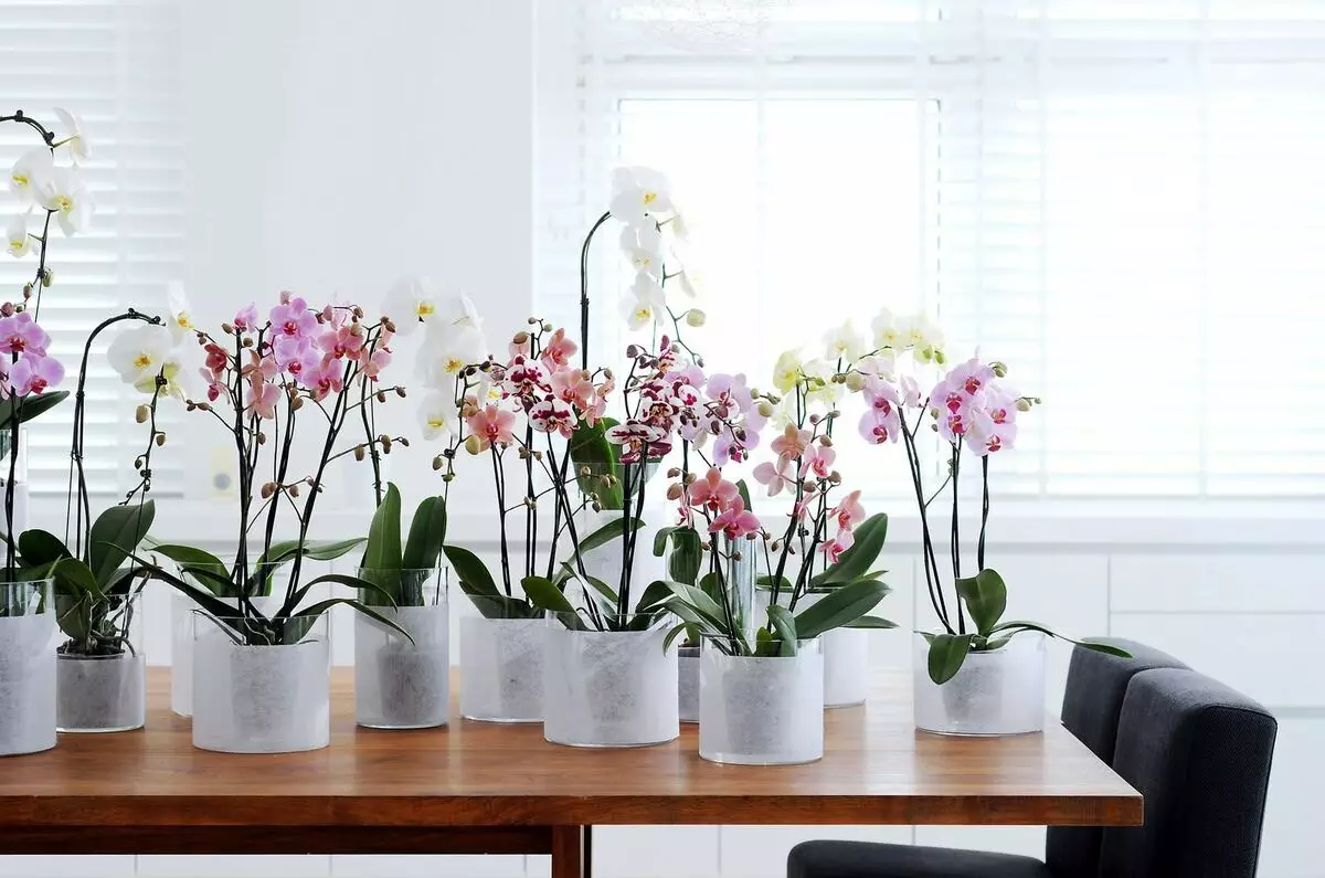 Flores na casa: Como salvar uma orquídea apresentada?