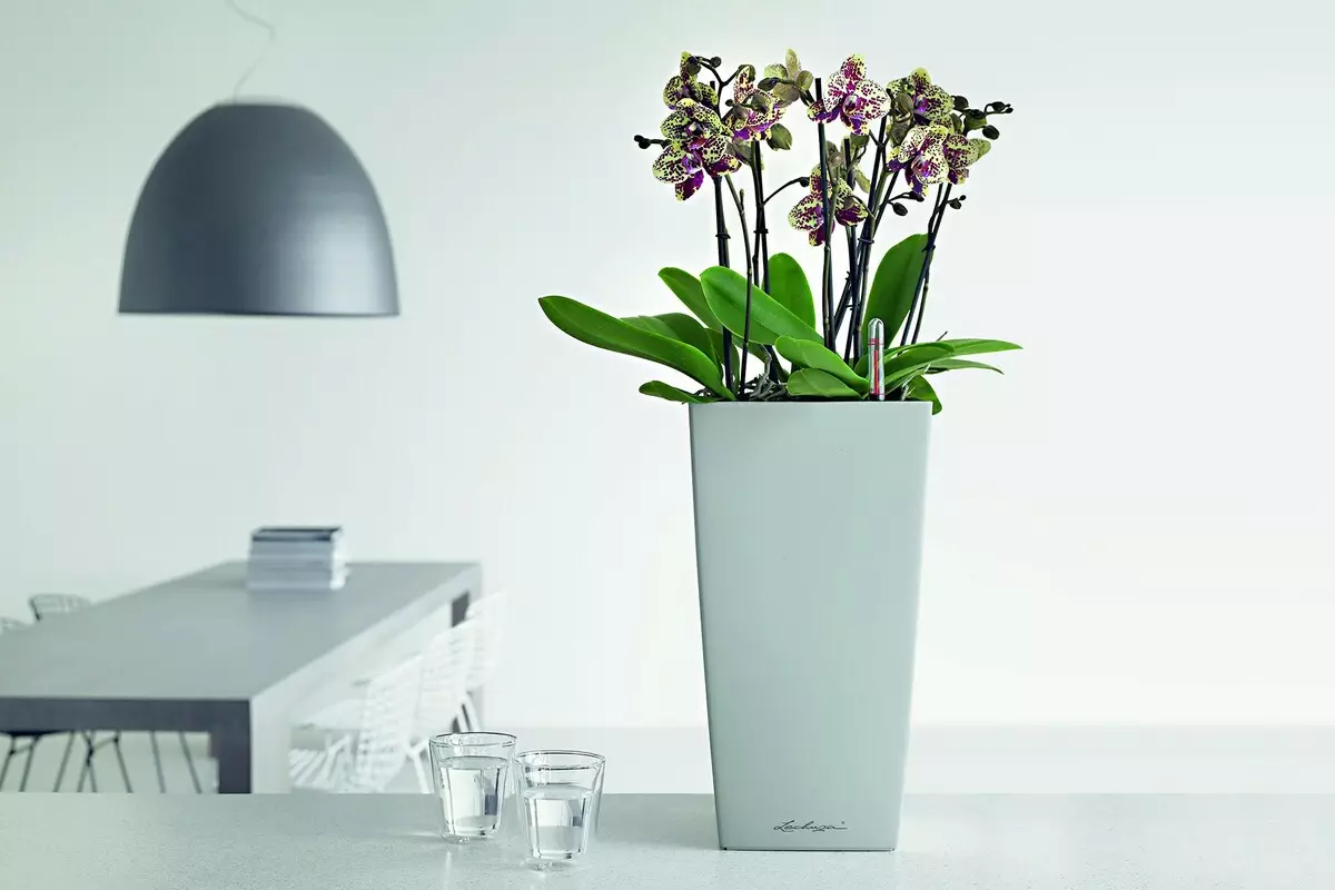 Flores na casa: Como salvar uma orquídea apresentada?