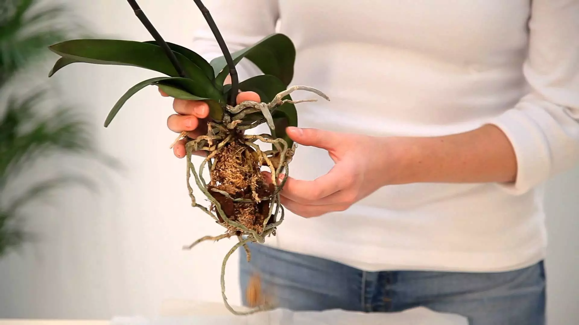 Blomster i huset: Hvordan lagre en presentert orkide?