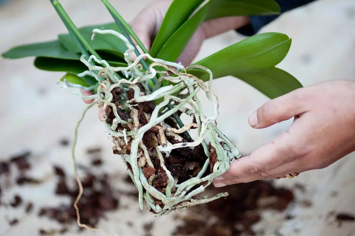 Blomster i huset: Sådan sparer du en præsenteret orkidé?