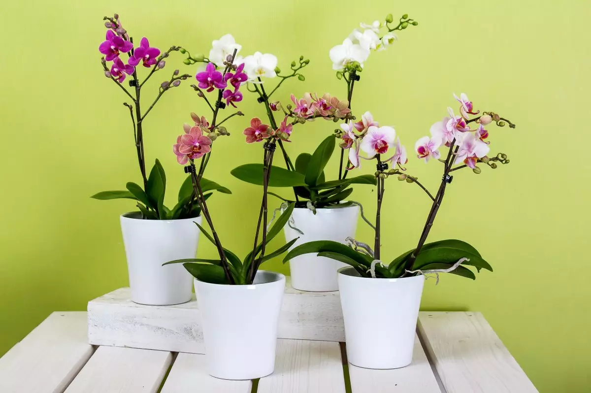 Blomster i huset: Sådan sparer du en præsenteret orkidé?