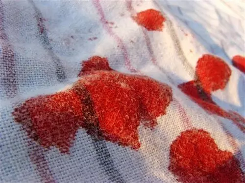 כיצד למשוך כתמי דם ישנים מבגדים או רהיטים