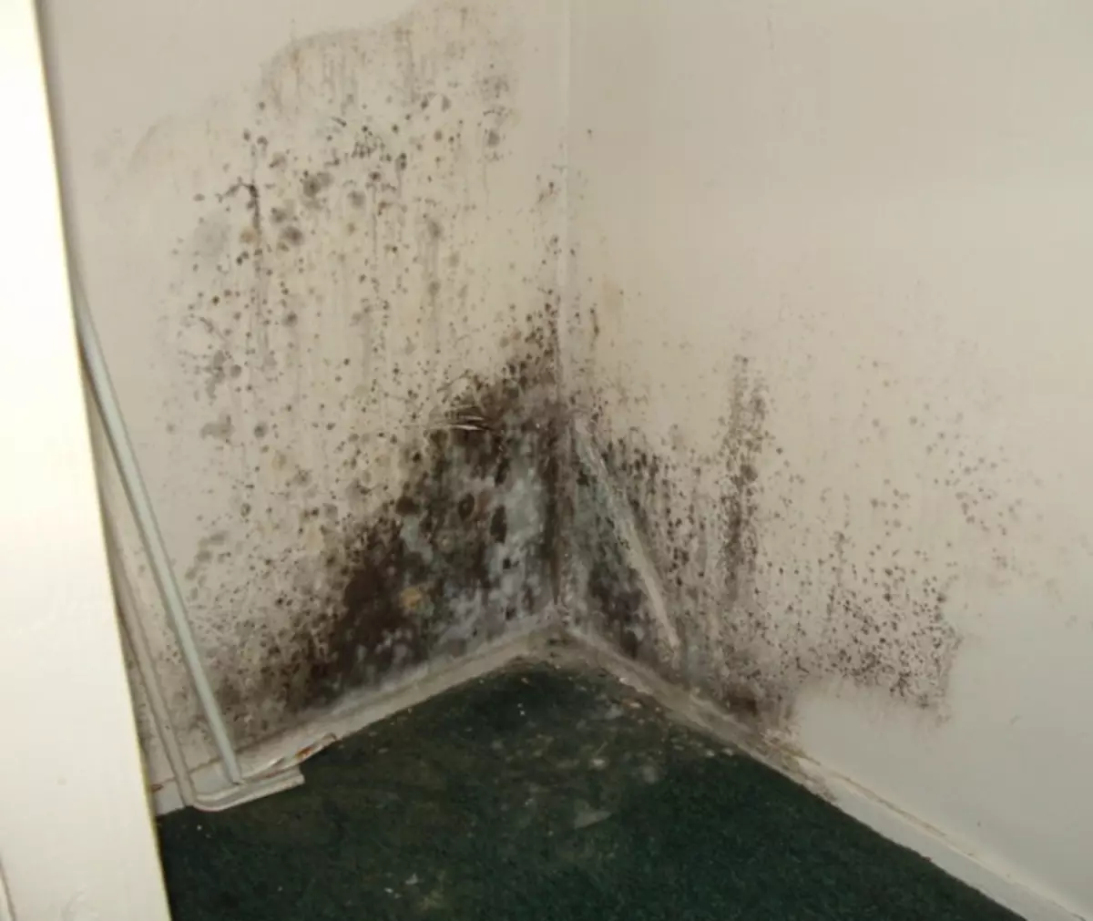 Skimmelsvamp under tapet manifesteret på væggene af sorte pletter