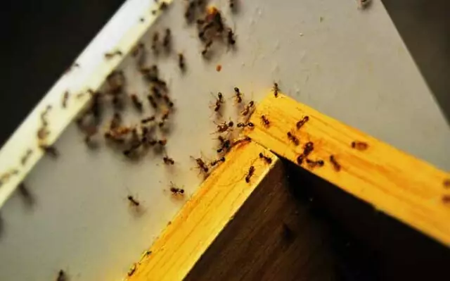 Dairede küçük sarı karıncalar: nasıl kurtulur