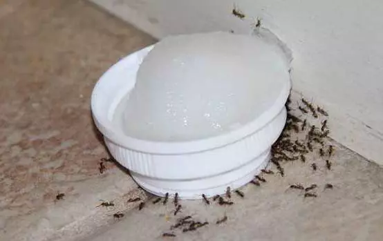 Dairede küçük sarı karıncalar: nasıl kurtulur