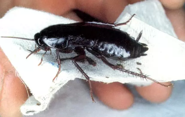Jak se zbavit černých švábů