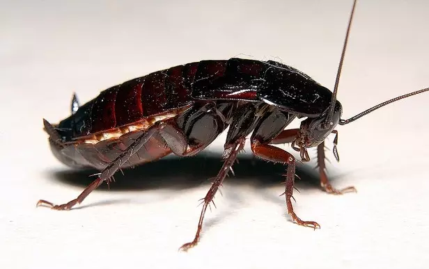 கருப்பு cockroaches பெற எப்படி