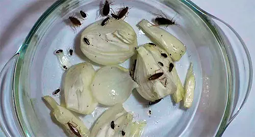 Siyah hamamböceği kurtulmak için nasıl