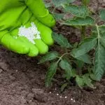 Que fertilizantes usar no telón de fondo?