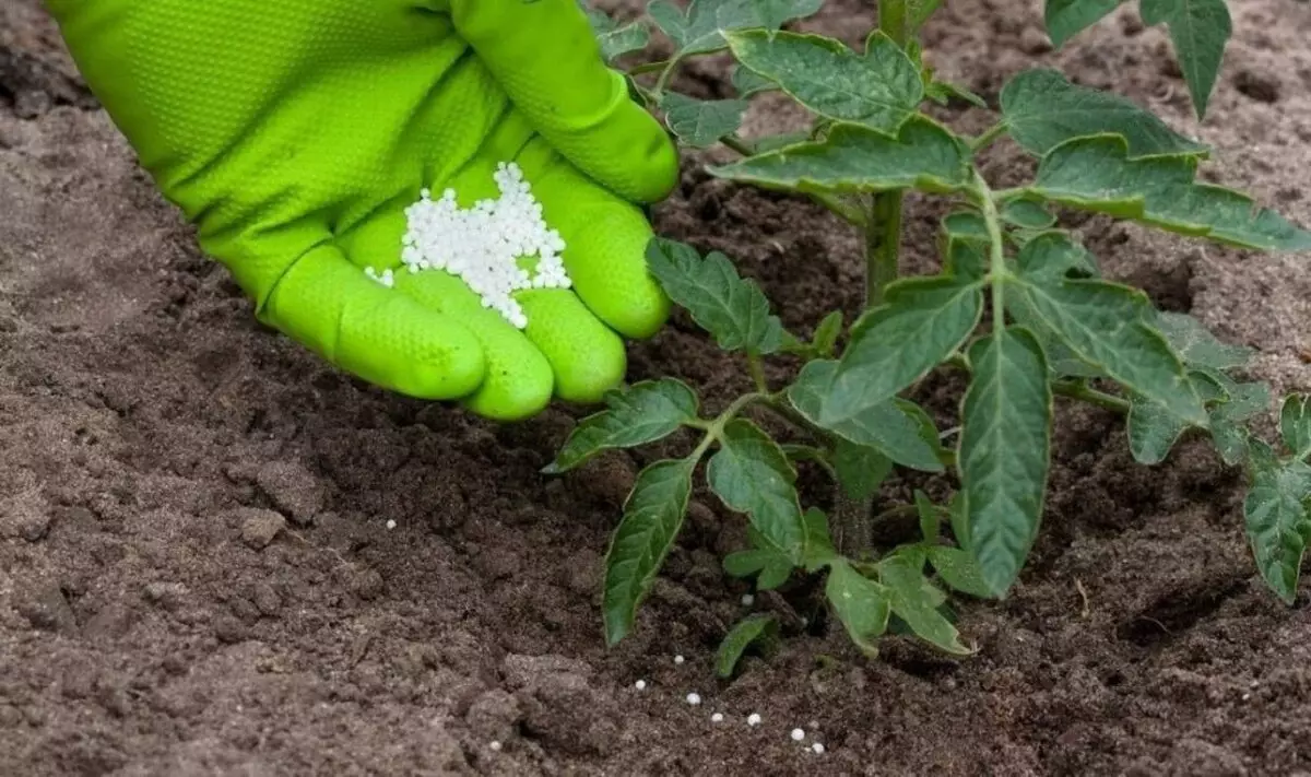 ¿Qué fertilizantes usar en el fondo?