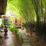 Feng Shui in the courtyard: bamboo or pine?