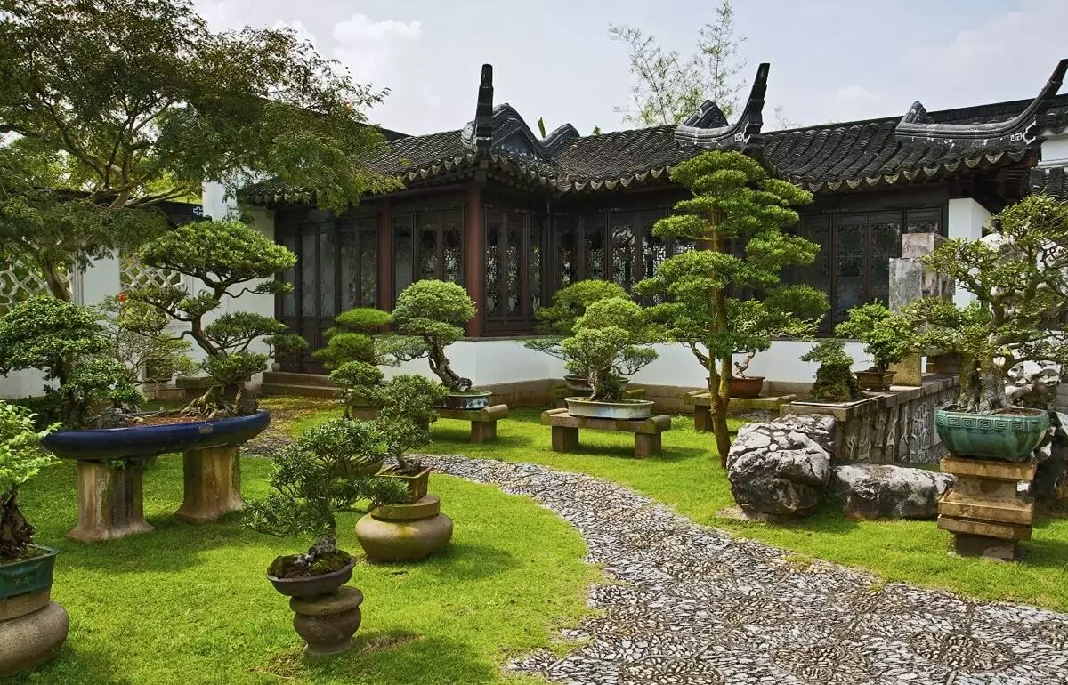 Həyətdə Feng Shui: Bambuk və ya şam?