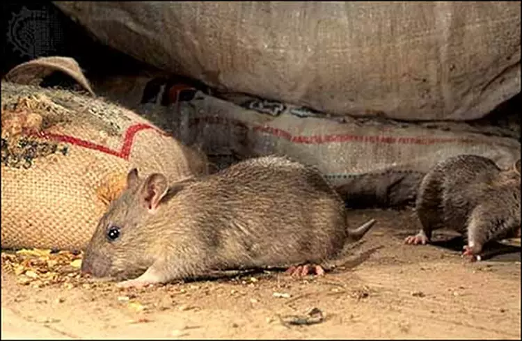 كيفية التخلص من الفئران في منزل خاص إلى الأبد العلاجات الشعبية