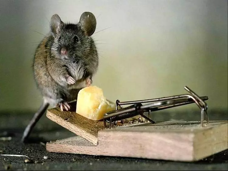 Wie man Mäuse in einem Privathaus für immer Volksmittel loswerden