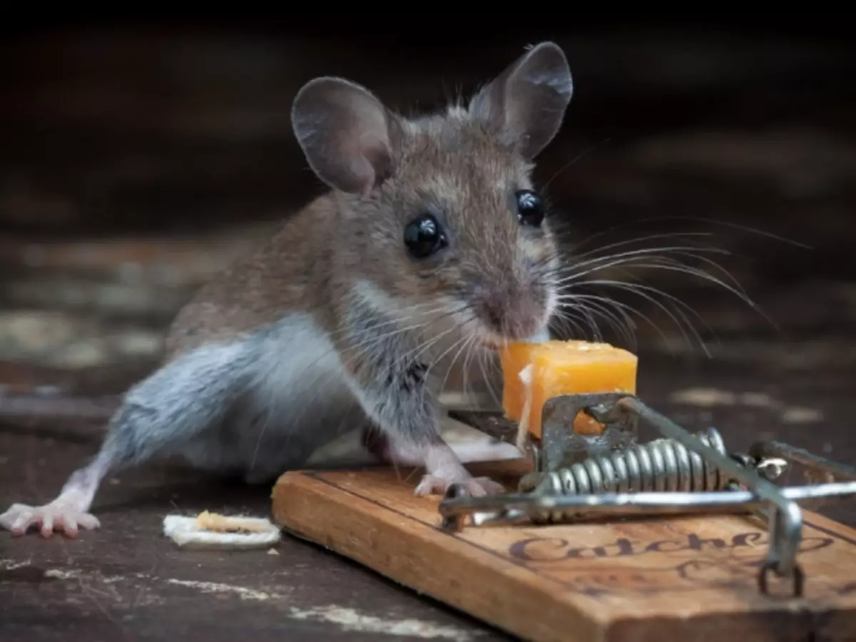 Маленькие живые мышки. Мышка. Мыши в доме. Мышь уличная. Мышка домашняя.