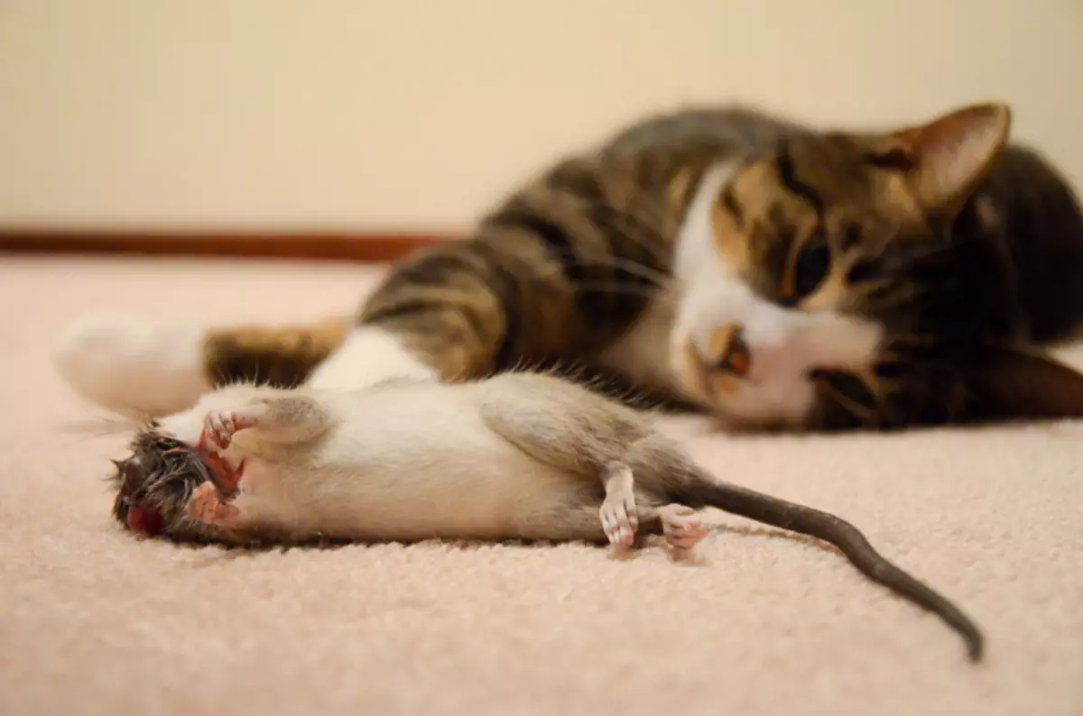 Com desfer-se dels ratolins en una casa privada per sempre remeis populars