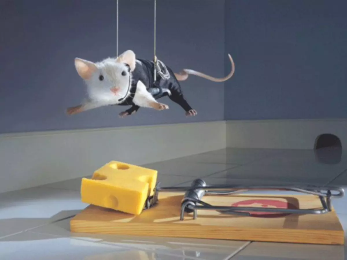 How to get rid of mice in the apartment forever folk remedies